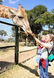 Fünf Fragen an... Svenja Penzel | Outback Afrika - svenja-giraffe