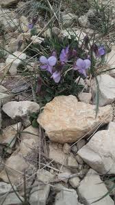 Viola rupestris F.W.Schmidt, Teesdale violet (World flora) - Pl@ntNet ...