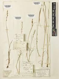 Lolium remotum Schrank | Plants of the World Online | Kew Science