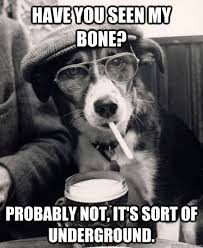 Hipster Dog memes | quickmeme via Relatably.com