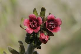 Cynoglossum montanum L. | Flora of Israel Online
