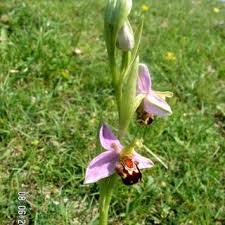 Ophrys apifera | Online Atlas of the British and Irish Flora