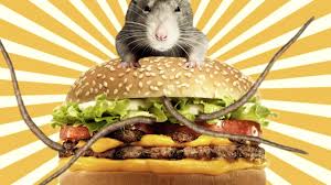 Image result for picture of rat burger
