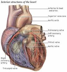 Image result for cardiologist