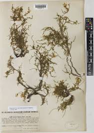 Genista sericea Wulfen | Plants of the World Online | Kew Science