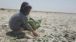 Image result for ‫کمبوداب ماهی‬‎