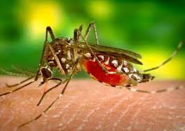 Resultado de imagem para repelente caseiro contra zika