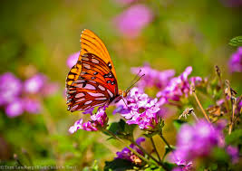 Resultado de imagem para gorgeous butterfly