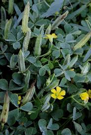 Oxalis dillenii - Michigan Flora