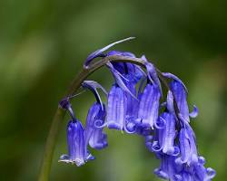 Bluebells (Hyacinthoides nonscripta) plant
