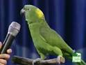 Pictures of 2 parrots talking sounds effects <?=substr(md5('https://encrypted-tbn2.gstatic.com/images?q=tbn:ANd9GcQmxzKrufwmpDtIz2W5zD2VXLpn-bUGw6P1Hdh1swW7dezMdpGEo4NTjw'), 0, 7); ?>