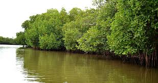 Image result for mangrove man