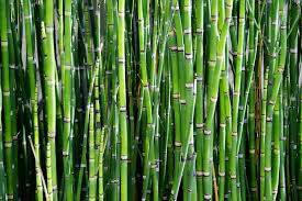 Image result for bamboo plants