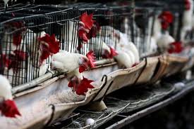 "Avian Influenza Outbreak in Chile and the Test of 