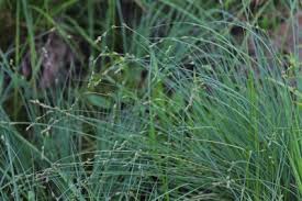 Carex canescens - Michigan Flora