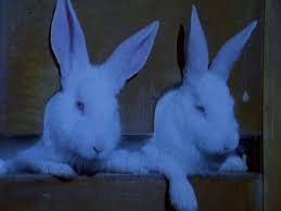 Image result for bad hare day goosebumps rabbit