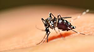 Resultado de imagen para zika amenaza a toda América latina