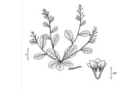 Plants Profile for Samolus valerandi (seaside brookweed)