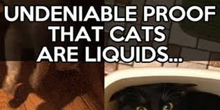 Definitive Proof That Cats Are Basically Liquids... - quickmeme via Relatably.com