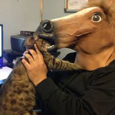Horse Head Mask Meme Videos, Articles, Pictures | Funny Or Die via Relatably.com