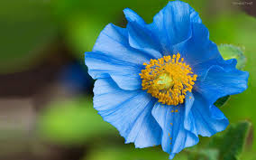 Resultado de imagen de flores azules hermosas
