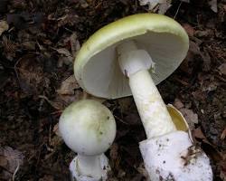 Death cap mushroom (Amanita phalloides)