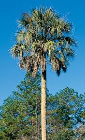 State Tree - Florida Department of State