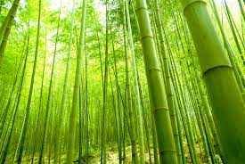 Resultado de imagen para bambu