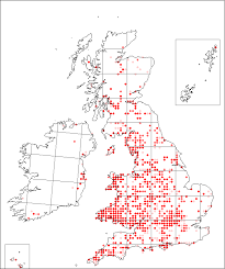 Linaria repens | Online Atlas of the British and Irish Flora