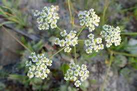 Bunium ferulaceum - Wikispecies