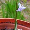 Hyacinthus | Pacific Bulb Society