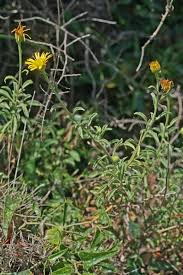 Buphthalmum inuloides, flora di Sardegna