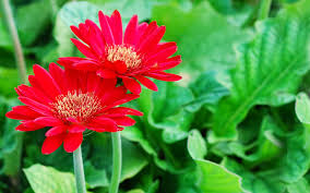 Image result for ảnh bông hoa đẹp
