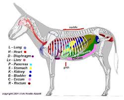 Image result for donkey anatomy