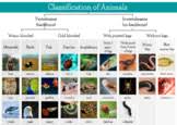 Animal Classification Chart Teaching Resources | TpT