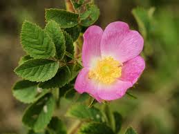 Rosa tomentosa - Wikipedia