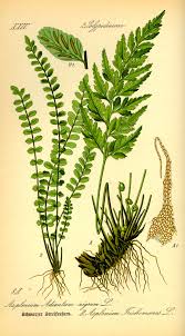 Aspleniaceae - Wikipedia
