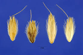 Plants Profile for Alopecurus pratensis (meadow foxtail)