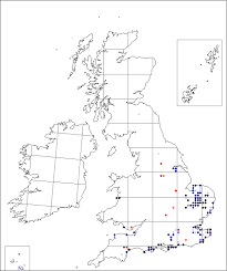 Vulpia ciliata | Online Atlas of the British and Irish Flora