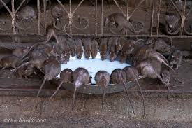 Image result for rats