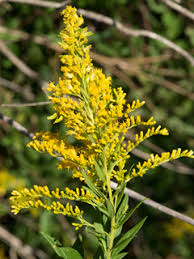 Solidago canadensis (Canada goldenrod) | Native Plants of North ...