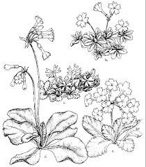 Primula hirsuta - Alpine Garden Society