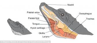 Image result for crocodile's tongue