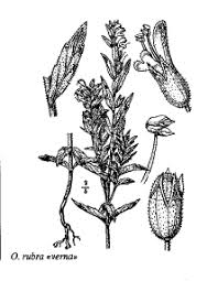 Sp. Odontits verna - florae.it
