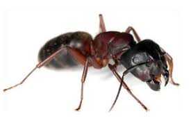 Résultats de recherche d'images pour « photo de fourmis charpentiere »