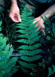 Dryopteris filix-mas (Male fern) - Michigan Natural Features Inventory