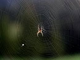 Image result for spider's web