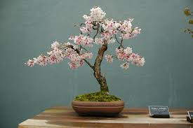 Imagini pentru bonsai