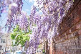 How to Grow and Care for Chinese Wisteria