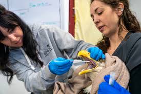 Alaska State Veterinarian Issues Warning as Migrating Birds Return Amid Avian Influenza Threat